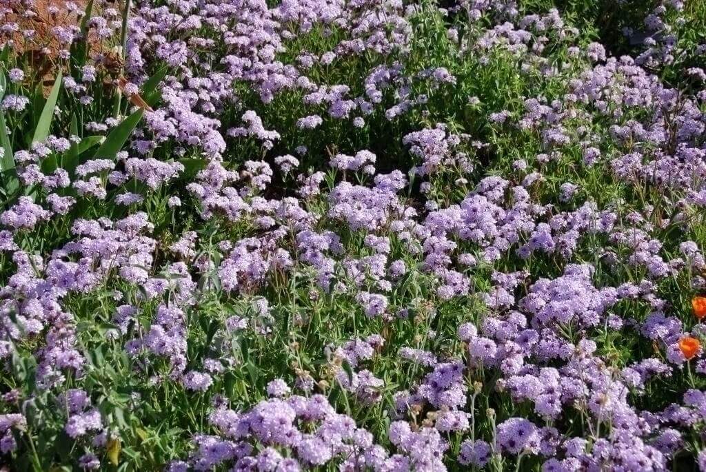 Verbena rigida polaris