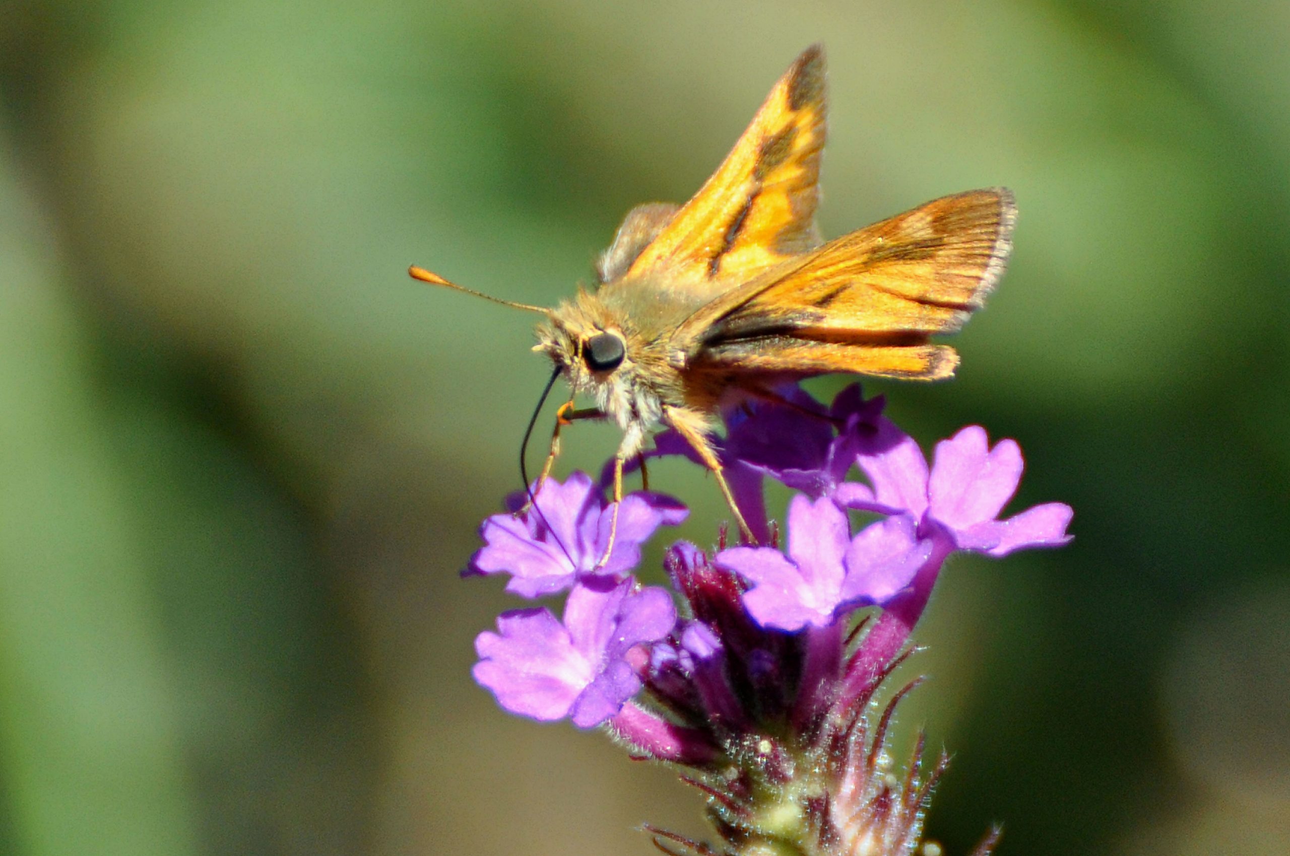skipper on verbena