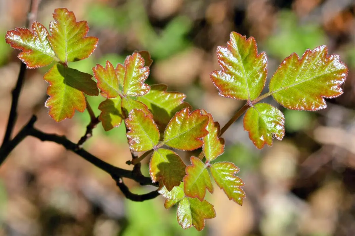 Poison Oak in Spring