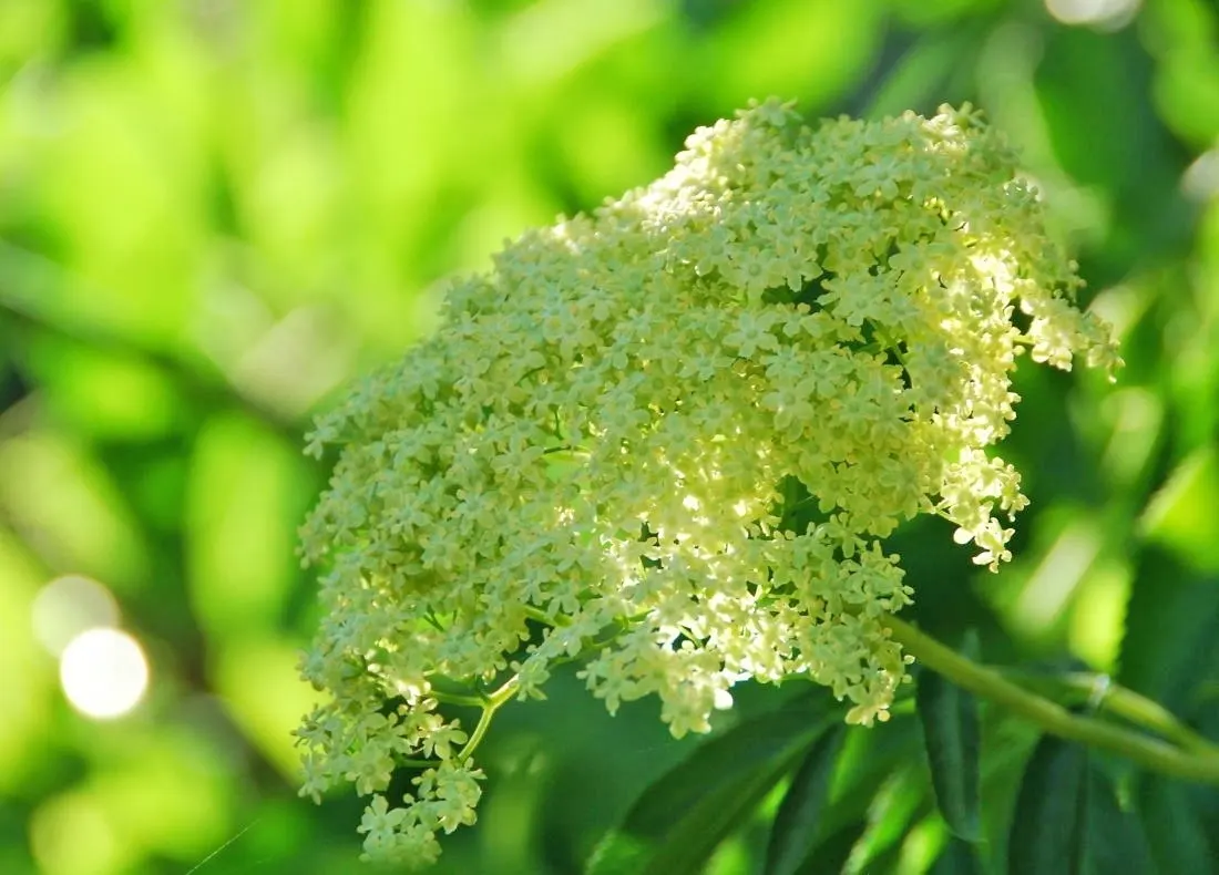 blue-elderberry-flowers