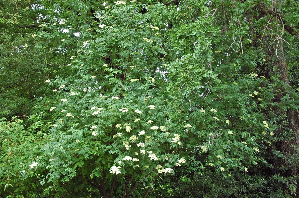 blue-elderberry-plant